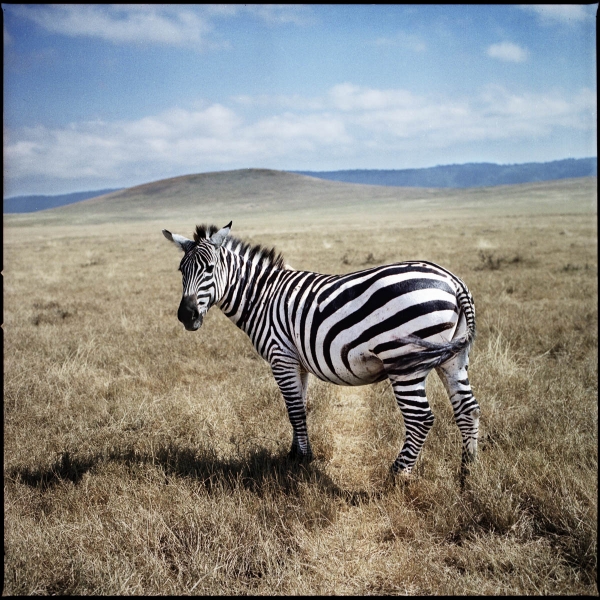 Zebra, Ngoro Ngoro, Tanzania, 2014