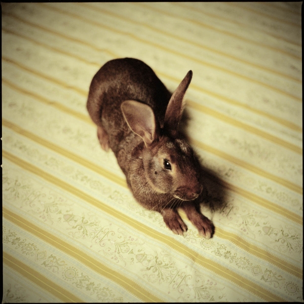 Rabbit on Table, 2014
